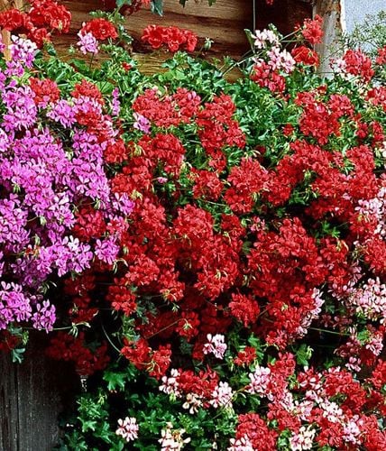 Agrecol Zestaw Biohumus 2szt Nawóz organiczny, naturalny płyn 10L na Arena.pl