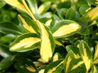 P9 Trzmielina sunsput