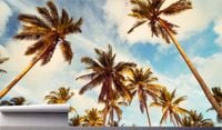 Fototapeta PALMY Z WIDOKIEM TŁA NIEBA 390x280