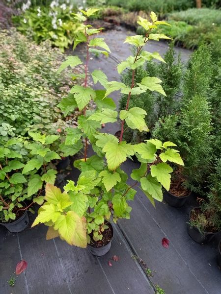 Pęcherznica kalinolistna Luteus żywopłot szpaler zdjęcie 5