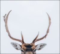 Tło do fotografii produktowej kulinarnej Flat Lay