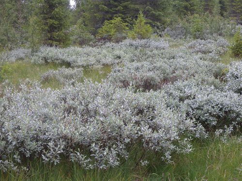 P11 WIERZBA LAPOŃSKA IDEALNA NA ŻYWOPŁOT I JAKO OZDOBA DO OGRODU MIODODAJNA na Arena.pl