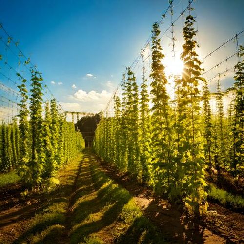 Chmiel Fuggle  (UK)  granulat 30 g 2024 na Arena.pl