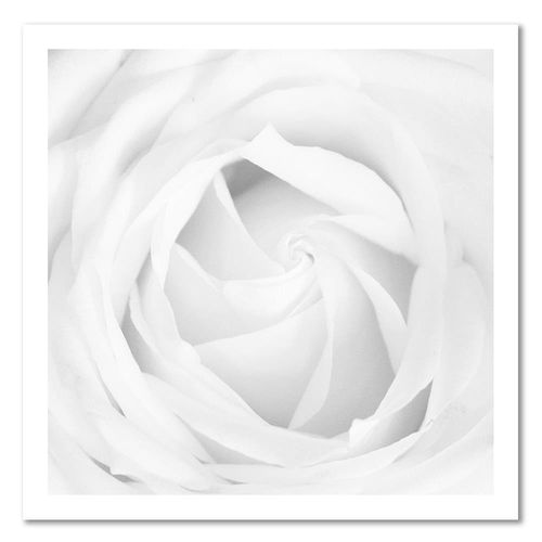 Deco Panel, Biała róża 4 90x90 na Arena.pl