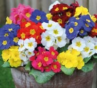 NASIONA Pierwiosnek Wyniosły Mieszanka Mix 0,2g Kwiaty 422209