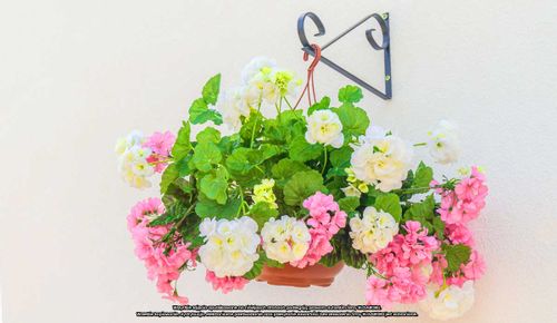 Wieszak ścienny - płaskownik Uchywt na doniczkę na Arena.pl