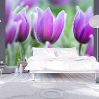 Fototapeta - Fioletowe wiosenne tulipany 250x193