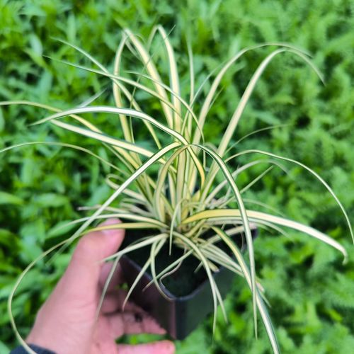 Turzyca oszimska EverColor® EVERGOLD na Arena.pl