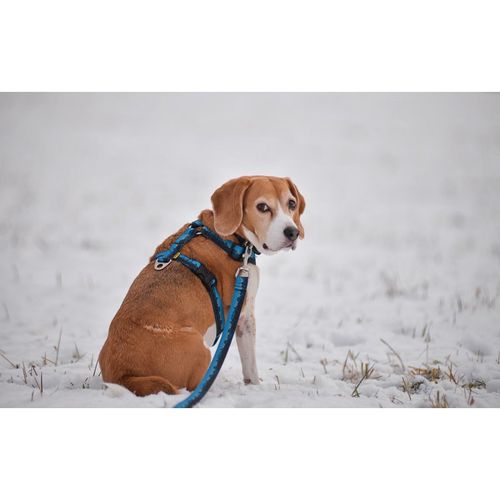 Szelki Superdog, góry, rozmiar M na Arena.pl