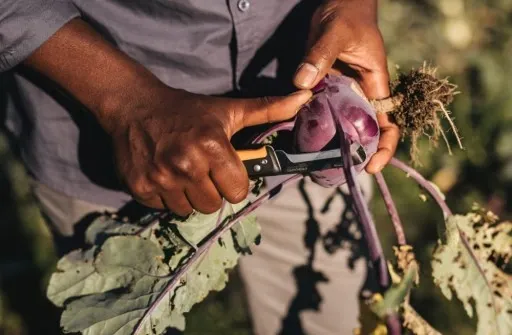 FISKARS / Nóż składany X-series K80 / Idealny do zbioru warzyw i owoców zdjęcie 2