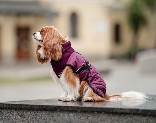 Chaba Kubrak Regulowany Chic Xl Burgundy na Arena.pl