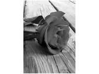 product-compare-58655589