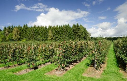 GALLUP 5L 360SL Glifosat hebicyd totalny na Arena.pl