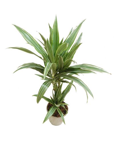 DRACENA WARNECKI 70cm na Arena.pl