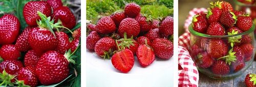 TRUSKAWKA HONEOYE BARDZO WCZESNA DESEROWA 10 SZT. SADZONKI TRUSKAWEK FRIGO na Arena.pl