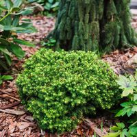 Świerk pospolity LITTLE GEM Miniatura Na skalniak Sadzonki P9