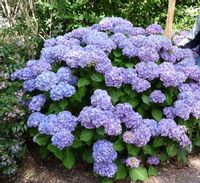 HORTENSJA GERDA STEINIGER - sadzonki w doniczkach