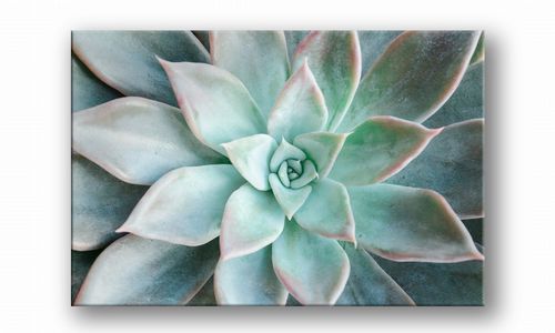 OBRAZ NA PŁÓTNIE 098 Sukulent 30x20cm na Arena.pl
