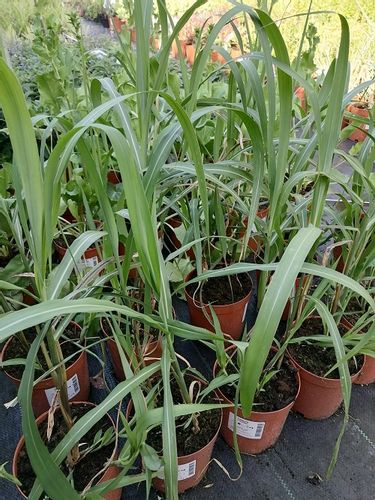 Miskant chiński Memory na suche bukiety na Arena.pl