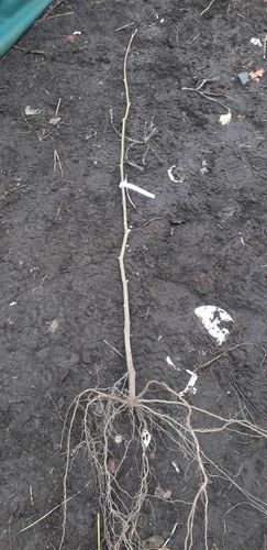 DEREŃ CHIŃSKI - sadzonki 30 / 50 cm na Arena.pl