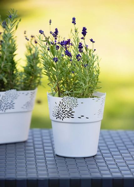 OSŁONKA ASTER 13 CM MIĘTA zdjęcie 5