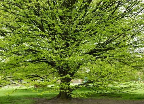 GRAB - sadzonki 40 / 60 cm na Arena.pl