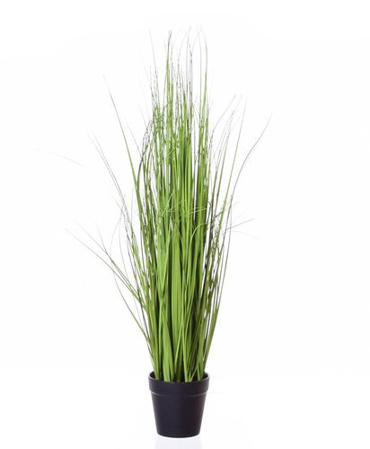 TRAWA W DONICZCE z-18 na Arena.pl