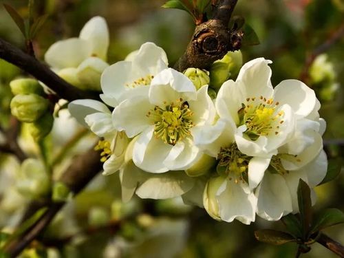 Pigwowiec pośredni JET TRAIL Białe kwiaty C2 na Arena.pl