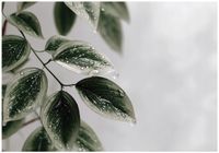 Fototapeta Winylowa Do Sypialni Salonu Liście 254x184