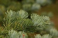 Jodła górska Abies Lasiocarpa SADZONKI 3lata GK 20-30cm