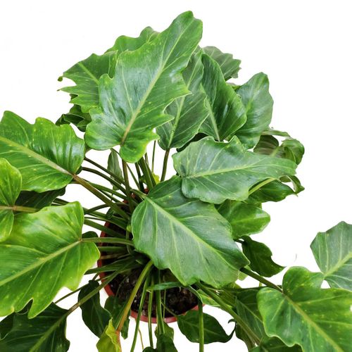 Filodendron XANADU (PHILODENDRON) 50 cm na Arena.pl
