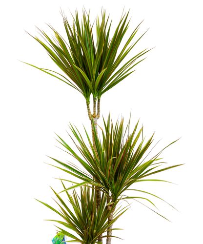 DRACENA BICOLOR 105 cm na Arena.pl