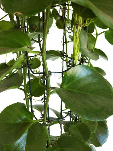 CISSUS ROTUNDIFOLIA wys.: 170cm na Arena.pl