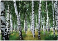 Fototapeta Na Flizelinie Do Sypialni Salonu Las 250x175