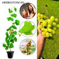 Winogron Biały Bezpestkowy deserowe KRZEW 60-90 cm