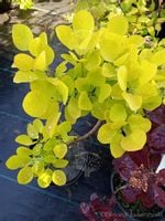 product-compare-52712689