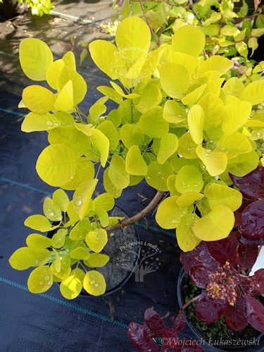 Perukowiec Ancot sadzonka złoty rabaty soliter na Arena.pl