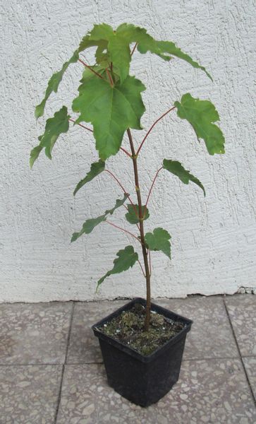 KLON JAWOR ACER - sadzonki w doniczkach Miododajna zdjęcie 3