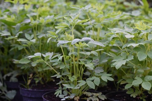Serduszka okazała Alba - Dicentra spectabilis na Arena.pl