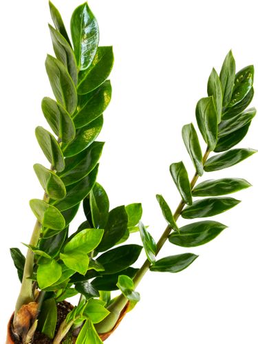 ZAMIOKULKAS (ZAMIOCULCAS) 50cm na Arena.pl