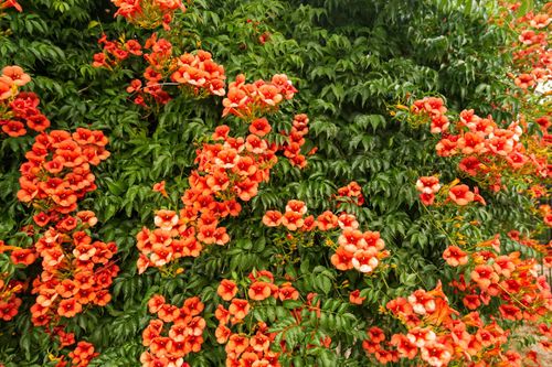 Milin pomarańczowy amerykański 'Ursynów' (Campsis radicans) Doniczka 2.0L na Arena.pl