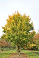 GK KLON POLNY ACER CAMPESTRE 20-40 CM.