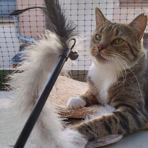 Dingo Zabawka Dla Kota - Wędka Jungle na Arena.pl