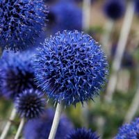 Przegorzan Banacki Banatyński 'Blue Globe' Niebieski (Echinops bannaticus)