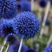 Przegorzan Banacki Banatyński 'Blue Globe' Niebieski (Echinops bannaticus)