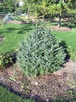 Świerk serbski omorica Nana PA 60-80cm C2