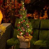 Żywa choinka Świerk biały Conica 50-70cm w donicy