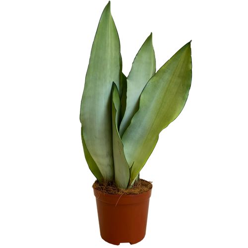 SANSEWIERIA SANSEVIERIA JADE 40 cm na Arena.pl