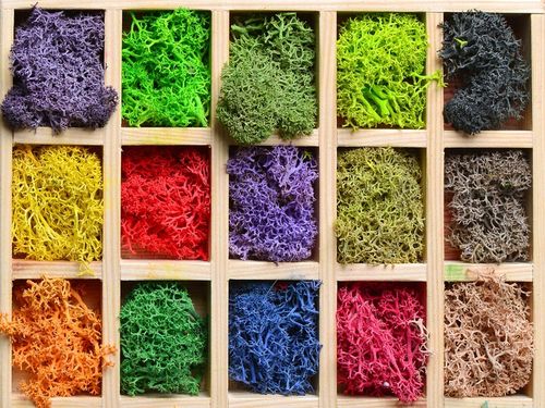 Mech CHROBOTEK RENIFEROWY fiński 500g ŚCIÓŁKA jasno zielony na Arena.pl