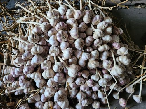 Czosnek polski świeży 1 Kg Harnaś 5-6cm na Arena.pl